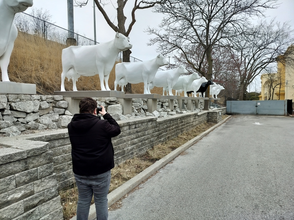 Ángel photographing the cow statues at Kopps.