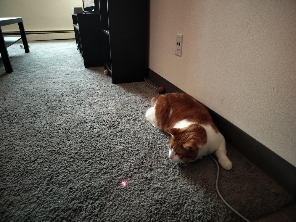 Jack the cat stalking a lazer pointer.