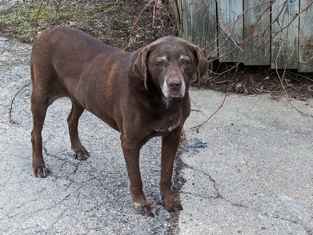 Coco, my chocolate lab, standing in the driveway.